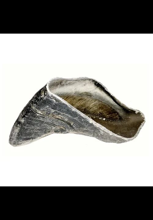Pets Elite Ox Hoof Single